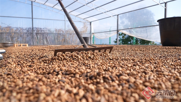 余亩高海拔精品咖啡喜迎丰收不朽情缘网站云南龙陵：3万