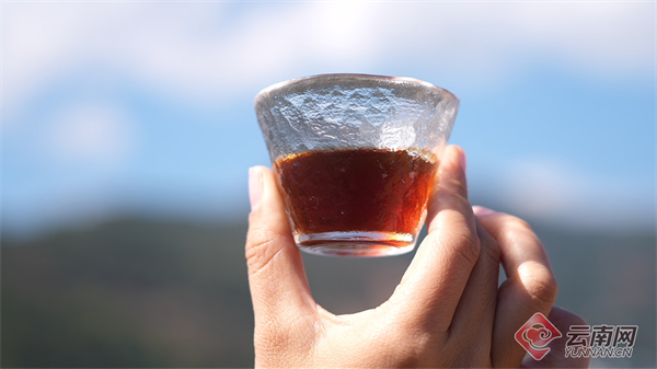 余亩高海拔精品咖啡喜迎丰收不朽情缘网站云南龙陵：3万(图2)