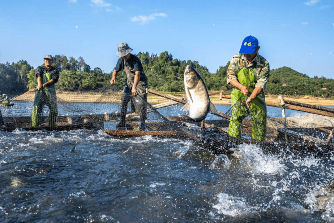 会“呼吸”更会“生金”不朽情缘版江西这片乡野(图4)
